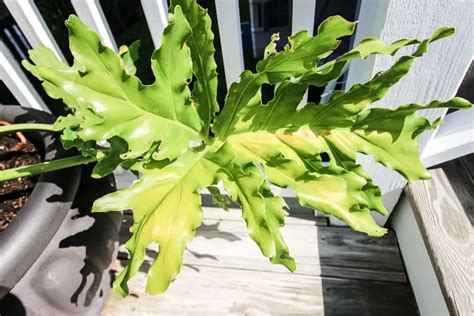 philodendron selloum moss pole|Philodendron Selloum Care .